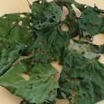 Kawakawa Leaves Dried